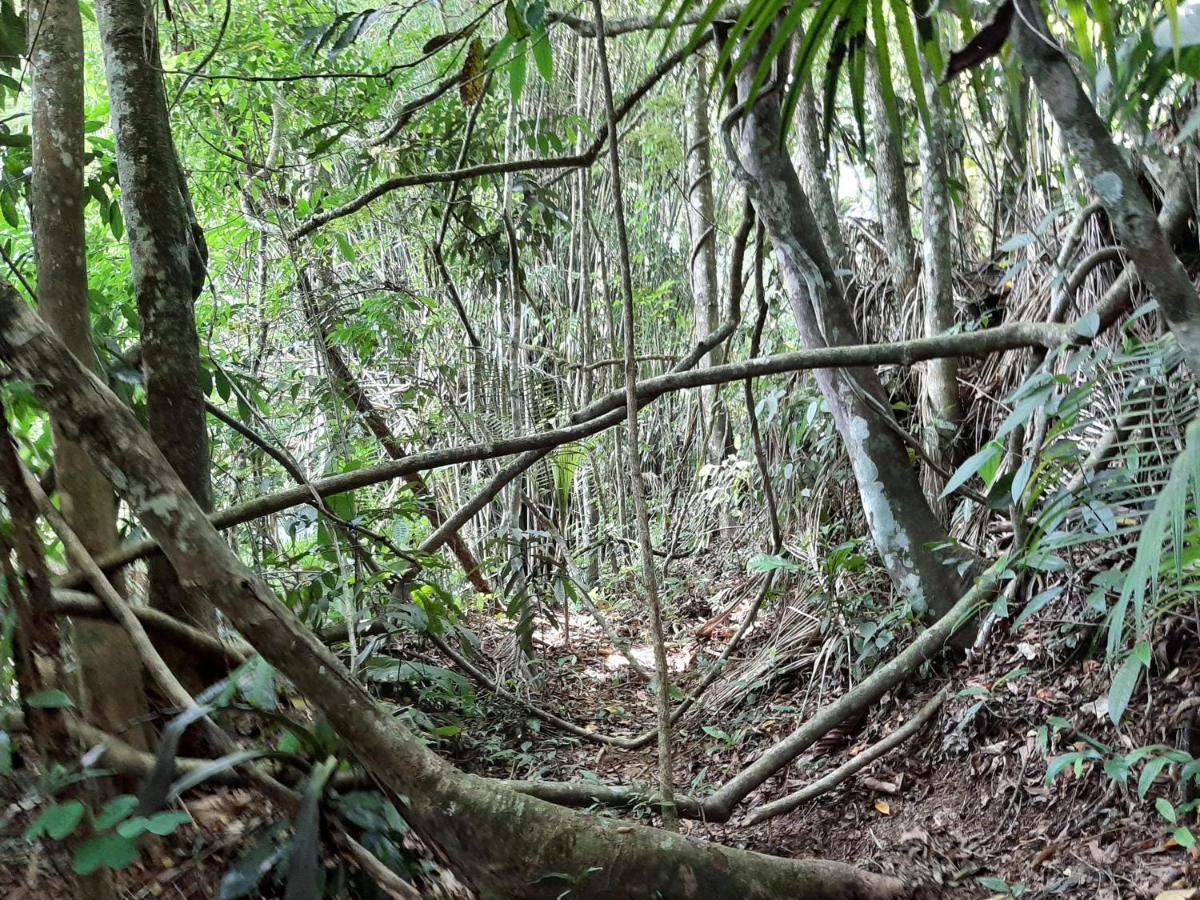 Casa Rosa Lumiar, Cachoeira Particular E Fazendinha Eksteriør billede