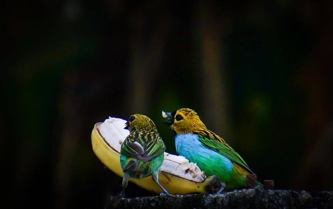 Casa Rosa Lumiar, Cachoeira Particular E Fazendinha Eksteriør billede